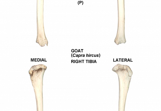 Tibia derecho