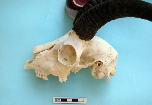Crâne : vue latérale gauche