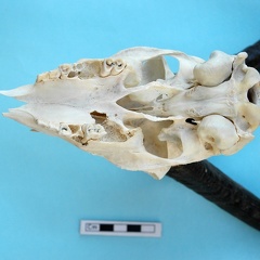 Skull: ventral sight