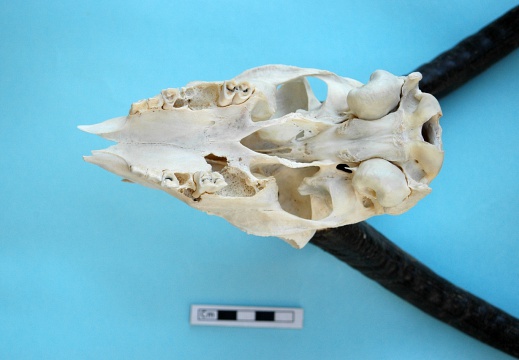 Skull: ventral sight