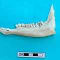 Mandibule : vue latérale (18997 visites) Gazella subgutturosa - Mâle - Adulte - Élément gaucheCollection : Mission syro-japonaise d'Ain el... Mandibule : vue latérale