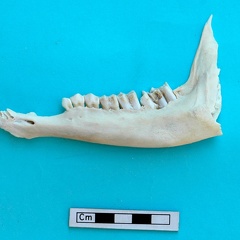 Mandibule : vue latérale (18891 visites) Gazella subgutturosa - Mâle - Adulte - Élément gaucheCollection : Mission syro-japonaise d'Ain el... Mandibule : vue latérale