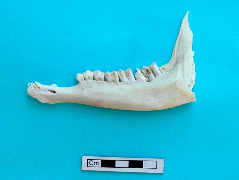 Mandibule : vue latérale (18889 visites) Gazella subgutturosa - Mâle - Adulte - Élément gaucheCollection : Mission syro-japonaise d'Ain el... Mandibule : vue latérale
