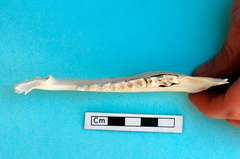 Mandibule : vue supérieure