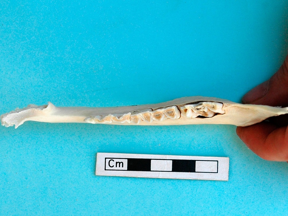 Mandible: top view