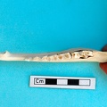 Mandibule : vue supérieure (18983 visites) Gazella subgutturosa - Mâle - Adulte - Élément gaucheCollection : Mission syro-japonaise d'Ain el... Mandibule : vue supérieure