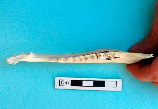 Mandible: top view