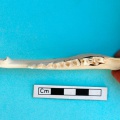 gazella_subgutturosa-06.jpg
