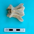 Vertèbre cervicale (22610 visites) Gazella subgutturosa - Mâle - AdulteCollection : Mission syro-japonaise d'Ain el-Kerkh (dir. Akira ... Vertèbre cervicale