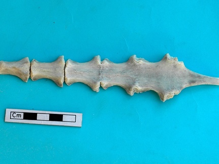 Sternum (18208 visites) Gazella subgutturosa - Mâle - AdulteCollection : Mission syro-japonaise d'Ain el-Kerkh (dir. Akira ... Sternum