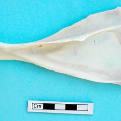 Scapula : vue latérale (18211 visites) Gazella subgutturosa - Mâle - Adulte - Élément gaucheCollection : Mission syro-japonaise d'Ain el... Scapula : vue latérale