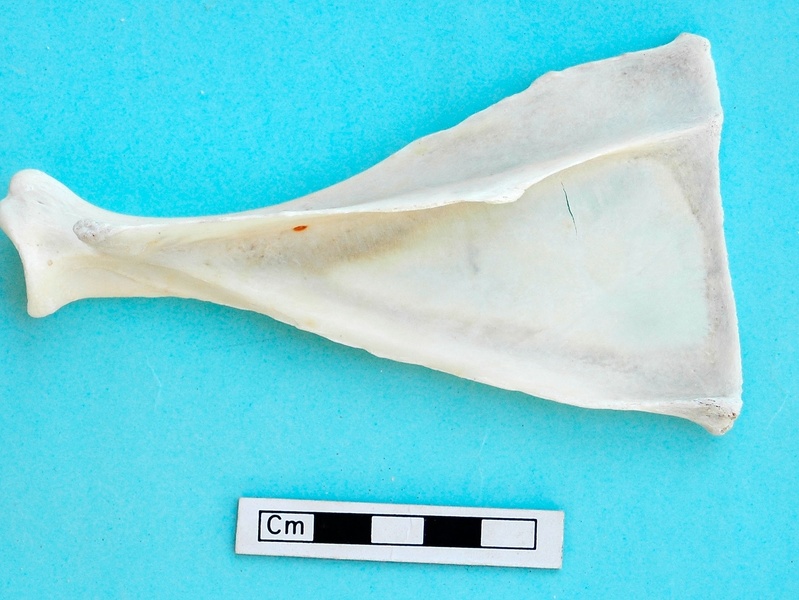 Scapula : vue latérale (18211 visites) Gazella subgutturosa - Mâle - Adulte - Élément gaucheCollection : Mission syro-japonaise d'Ain el... Scapula : vue latérale