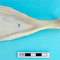 Scapula : vue médiale (18970 visites) Gazella subgutturosa - Mâle - Adulte - Élément gaucheCollection : Mission syro-japonaise d'Ain el... Scapula : vue médiale