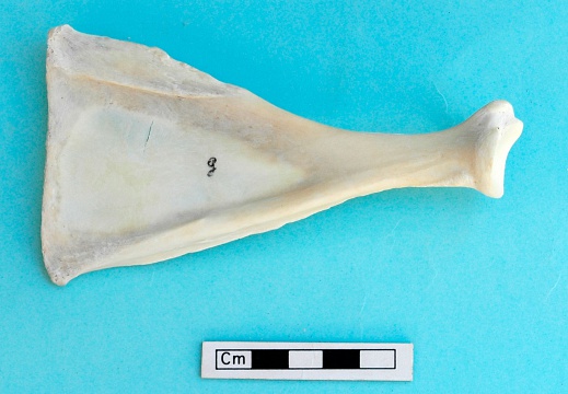Scapula : vue médiale (18893 visites) Gazella subgutturosa - Mâle - Adulte - Élément gaucheCollection : Mission syro-japonaise d'Ain el... Scapula : vue médiale