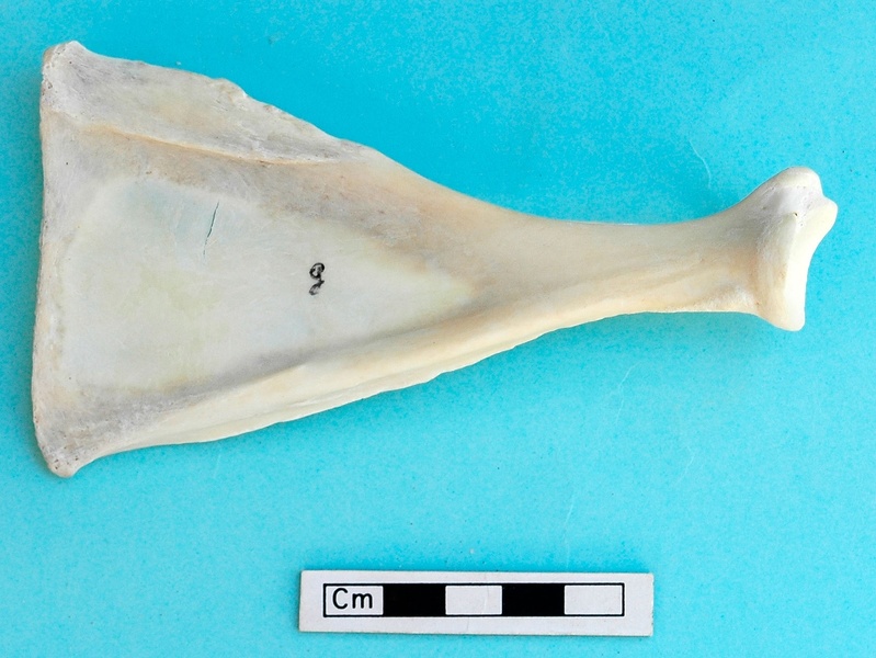 Scapula : vue médiale (18905 visites) Gazella subgutturosa - Mâle - Adulte - Élément gaucheCollection : Mission syro-japonaise d'Ain el... Scapula : vue médiale