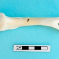 gazella_subgutturosa-12.jpg