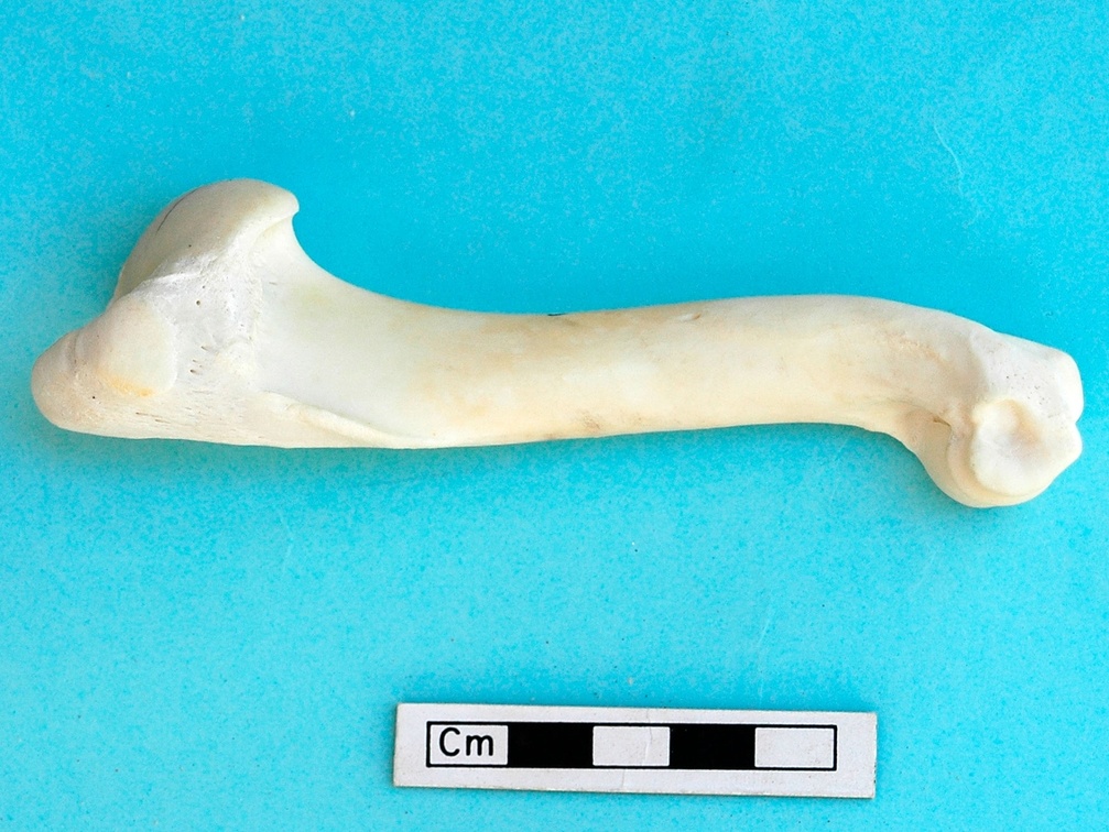 Humerus: side view