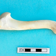 Humerus: side view