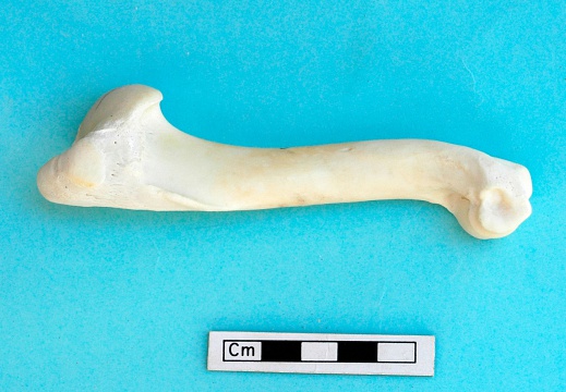 Humerus: side view