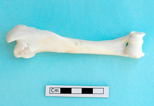 Humerus: anterior view