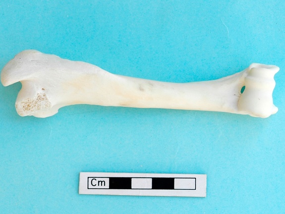 Húmero : vista anterior (18061 visitas) Gazella subgutturosa - Macho - Adulto - Elemento izquierdo
Colección : Misión sirio-... Húmero : vista anterior