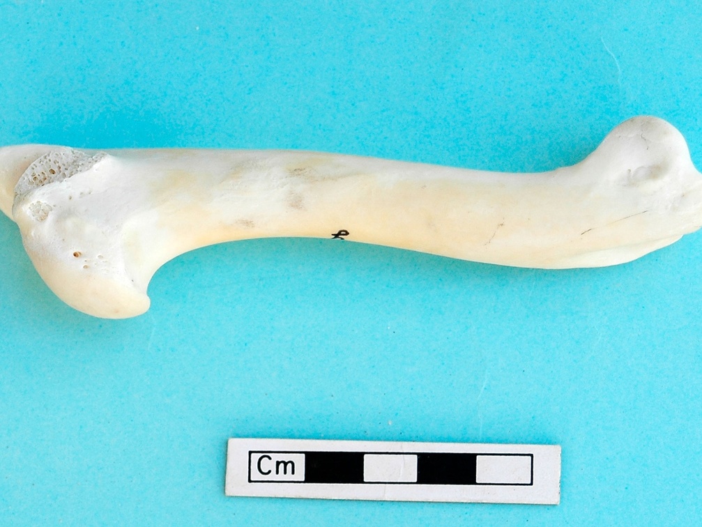 Humerus: medial view