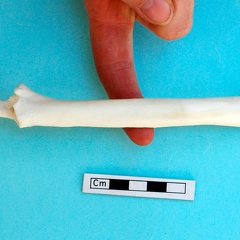 Radius et ulna : vue antérieure (20478 visites) Gazella subgutturosa - Mâle - Adulte - Éléments gauchesCollection : Mission syro-japonaise d'Ain ... Radius et ulna : vue antérieure