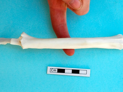 Radius et ulna : vue antérieure (20478 visites) Gazella subgutturosa - Mâle - Adulte - Éléments gauchesCollection : Mission syro-japonaise d'Ain ... Radius et ulna : vue antérieure