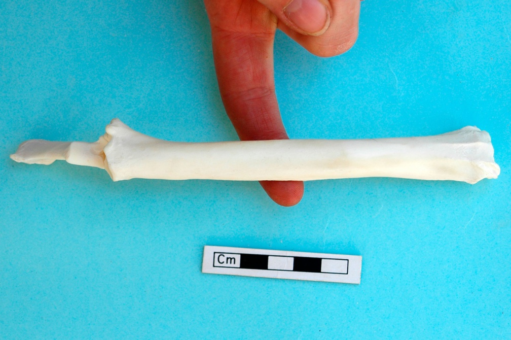 Radius et ulna : vue antérieure