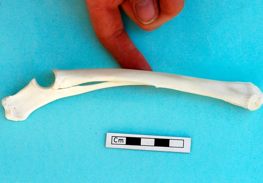 Radius et ulna : vue médiale (19365 visites) Gazella subgutturosa - Mâle - Adulte - Éléments gauchesCollection : Mission syro-japonaise d'Ain ... Radius et ulna : vue médiale
