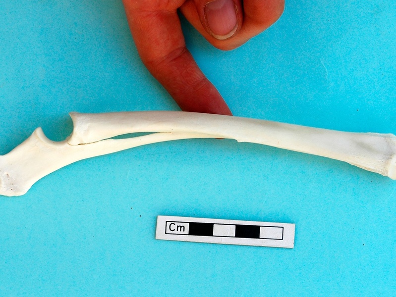Radius et ulna : vue médiale (19488 visites) Gazella subgutturosa - Mâle - Adulte - Éléments gauchesCollection : Mission syro-japonaise d'Ain ... Radius et ulna : vue médiale