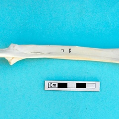 Radius et ulna : vue postérieure (20714 visites) Gazella subgutturosa - Mâle - Adulte - Éléments gauchesCollection : Mission syro-japonaise d'Ain ... Radius et ulna : vue postérieure