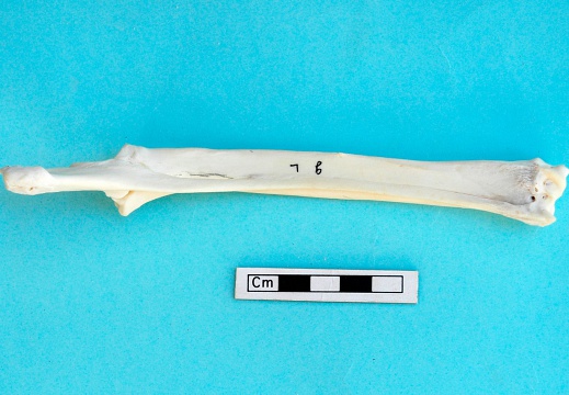 Radius et ulna : vue postérieure (20703 visites) Gazella subgutturosa - Mâle - Adulte - Éléments gauchesCollection : Mission syro-japonaise d'Ain ... Radius et ulna : vue postérieure