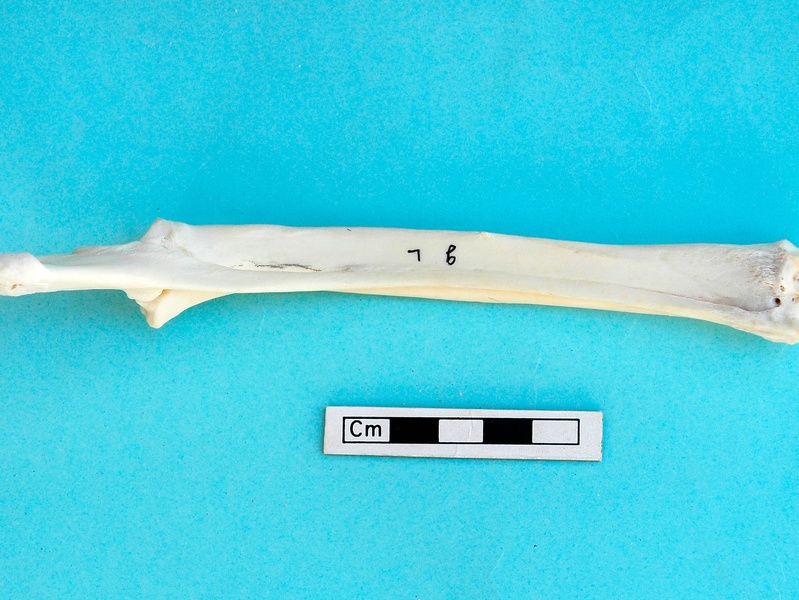 Radius et ulna : vue postérieure (20823 visites) Gazella subgutturosa - Mâle - Adulte - Éléments gauchesCollection : Mission syro-japonaise d'Ain ... Radius et ulna : vue postérieure