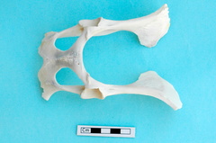 Pelvis: vista ventral