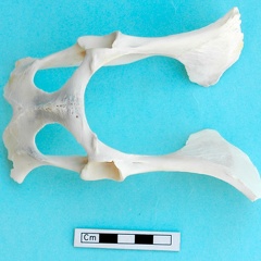 Pelvis : vue ventrale (20757 visites) Gazella subgutturosa - Mâle - AdulteCollection : Mission syro-japonaise d'Ain el-Kerkh (dir. Akira ... Pelvis : vue ventrale