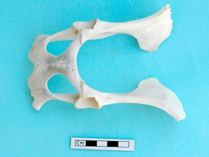 Pelvis: ventral view