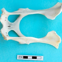 Pelvis : vue dorsale (18847 visites) Gazella subgutturosa - Mâle - AdulteCollection : Mission syro-japonaise d'Ain el-Kerkh (dir. Akira ... Pelvis : vue dorsale