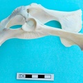 Pelvis : vue latérale gauche (19253 visites) Gazella subgutturosa - Mâle - AdulteCollection : Mission syro-japonaise d'Ain el-Kerkh (dir. Akira ... Pelvis : vue latérale gauche