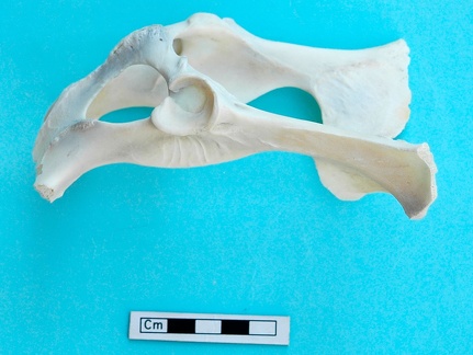 Pelvis: lateral izquierdo (19123 visitas) Gazella subgutturosa - Macho - AdultoColección : Misión sirio-japonesa de Ain el-Kerkh (ed. Akira ... Pelvis: lateral izquierdo