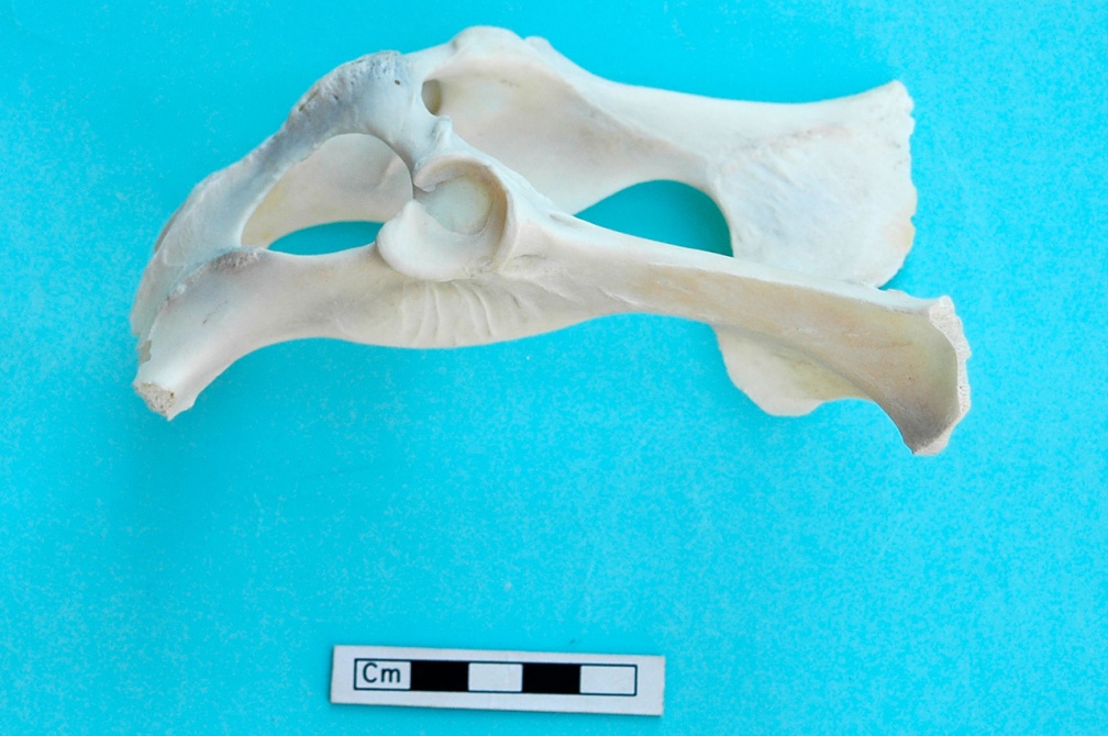 Pelvis : vue latérale gauche