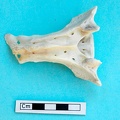 Sacrum : vue dorsale (18001 visites) Gazella subgutturosa - Mâle - AdulteCollection : Mission syro-japonaise d'Ain el-Kerkh (dir. Akira ... Sacrum : vue dorsale
