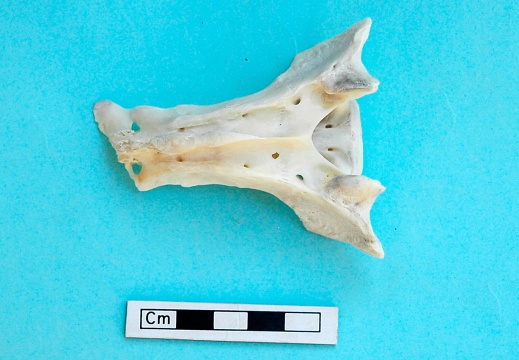 Sacrum: dorsal view