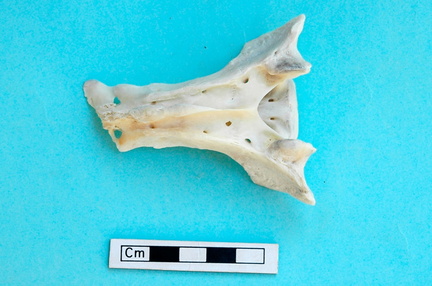 Sacrum : vue dorsale