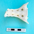 Sacrum : vue ventrale (18348 visites) Gazella subgutturosa - Mâle - AdulteCollection : Mission syro-japonaise d'Ain el-Kerkh (dir. Akira ... Sacrum : vue ventrale