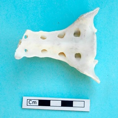 Sacrum : vue ventrale (18266 visites) Gazella subgutturosa - Mâle - AdulteCollection : Mission syro-japonaise d'Ain el-Kerkh (dir. Akira ... Sacrum : vue ventrale