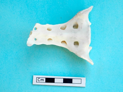 Sacrum : vue ventrale (18265 visites) Gazella subgutturosa - Mâle - AdulteCollection : Mission syro-japonaise d'Ain el-Kerkh (dir. Akira ... Sacrum : vue ventrale