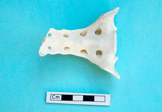 Sacrum: ventral view