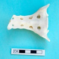 gazella_subgutturosa-24.jpg