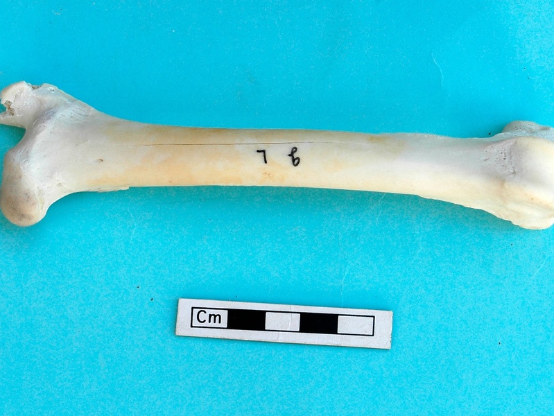 Femur: anterior view (17632 visits) Gazella subgutturosa - Male - Adult - Left elementCollection: Syrian-Japanese mission of Ain el-Kerk... Femur: anterior view